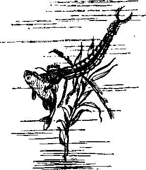 Происшествия под водой - i_040.jpg