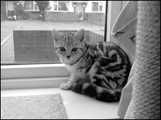 Британские короткошерстные кошки - i_005.png