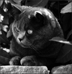 Британские короткошерстные кошки - i_006.png