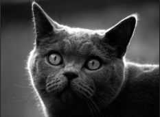 Британские короткошерстные кошки - i_007.png