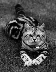 Британские короткошерстные кошки - i_009.png