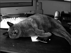 Британские короткошерстные кошки - i_010.png