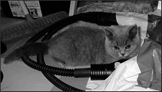 Британские короткошерстные кошки - i_012.png