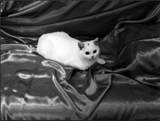 Британские короткошерстные кошки - i_013.png