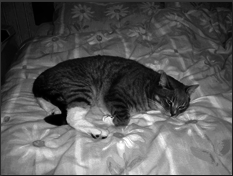 Британские короткошерстные кошки - i_016.png