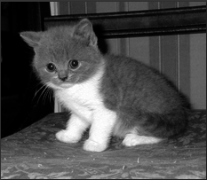 Британские короткошерстные кошки - i_018.png