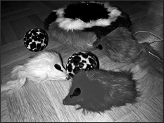 Британские короткошерстные кошки - i_019.png