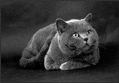 Британские короткошерстные кошки - i_020.png