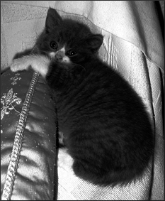 Британские короткошерстные кошки - i_023.png