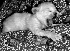 Британские короткошерстные кошки - i_024.png