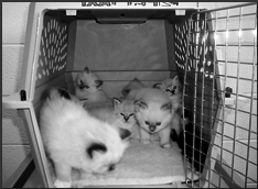 Британские короткошерстные кошки - i_025.png