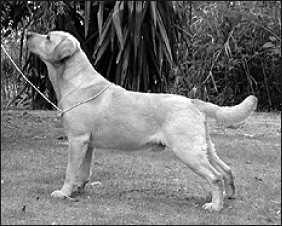 Лабрадор ретривер - i_001.png