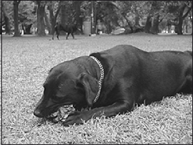 Лабрадор ретривер - i_003.png