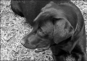 Лабрадор ретривер - i_004.png