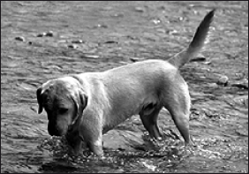 Лабрадор ретривер - i_007.png