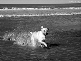 Лабрадор ретривер - i_008.png