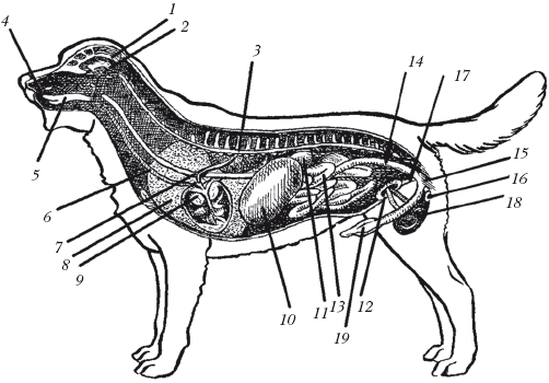 Лабрадор ретривер - i_009.png