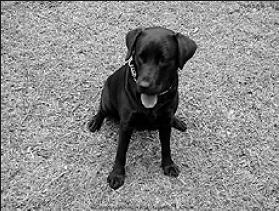 Лабрадор ретривер - i_010.png