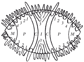 Лабрадор ретривер - i_011.png