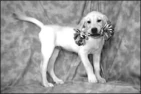 Лабрадор ретривер - i_012.png