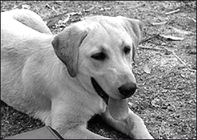 Лабрадор ретривер - i_013.png