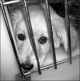 Лабрадор ретривер - i_026.png