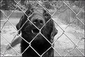 Лабрадор ретривер - i_028.png