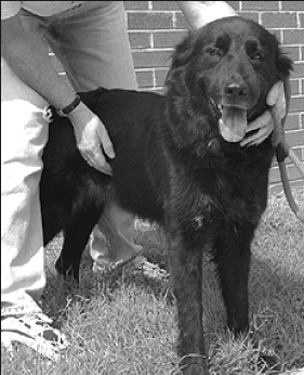 Лабрадор ретривер - i_035.png