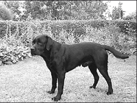 Лабрадор ретривер - i_037.png