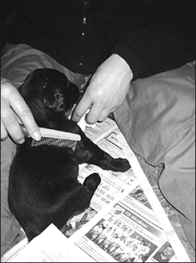 Лабрадор ретривер - i_038.png