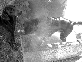 Лабрадор ретривер - i_040.png