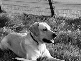 Лабрадор ретривер - i_041.png