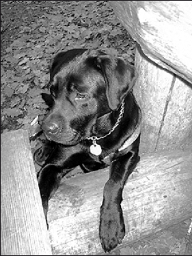 Лабрадор ретривер - i_044.png