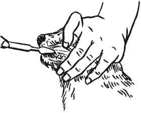 Лабрадор ретривер - i_046.png