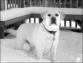 Лабрадор ретривер - i_048.png