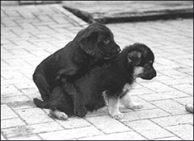 Лабрадор ретривер - i_049.png