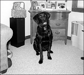 Лабрадор ретривер - i_050.png