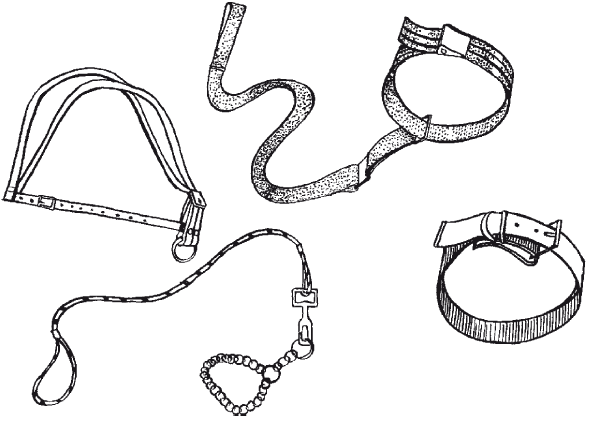 Лабрадор ретривер - i_051.png