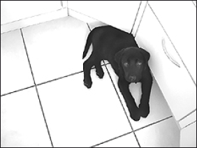 Лабрадор ретривер - i_052.png