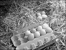 Лабрадор ретривер - i_058.png