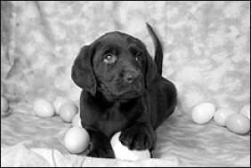 Лабрадор ретривер - i_069.png