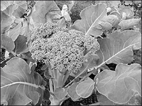 Лабрадор ретривер - i_073.png