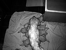 Лабрадор ретривер - i_076.png