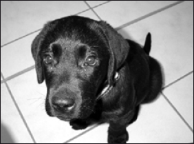 Лабрадор ретривер - i_083.png