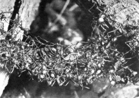 Глаз разума - p_167.jpg