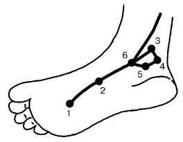 Кисть и стопа: лечение по энергетическим точкам. Секреты красоты и здоровья. Су-джок - i_027.jpg