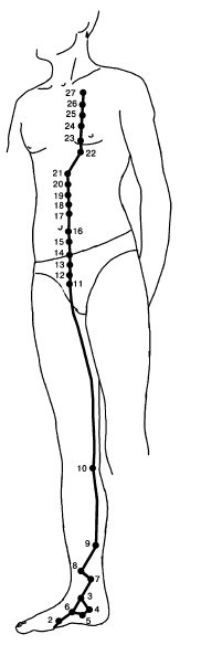 Кисть и стопа: лечение по энергетическим точкам. Секреты красоты и здоровья. Су-джок - i_028.jpg