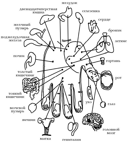 Кисть и стопа: лечение по энергетическим точкам. Секреты красоты и здоровья. Су-джок - i_053.jpg