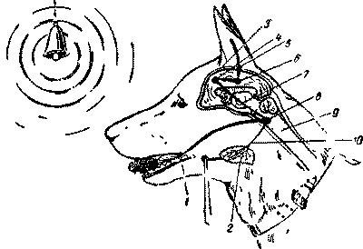 Дрессировка служебных собак - i_004.png