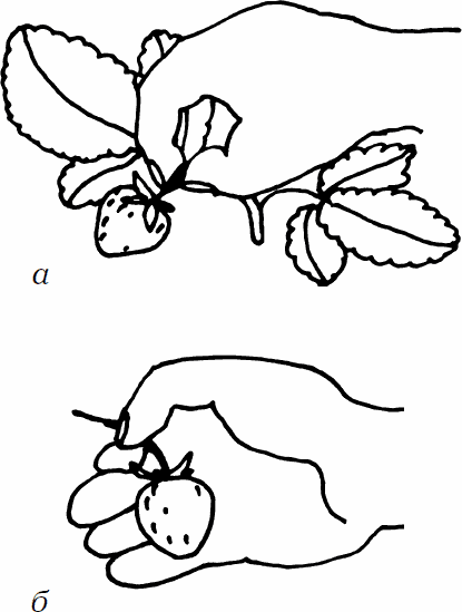 Сезон урожая. Собираем и храним - _07.png